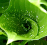 Spring foliage with water drops