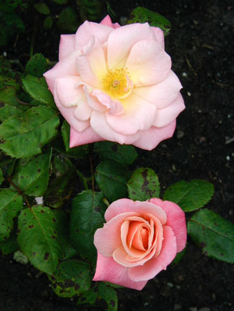 P9130052