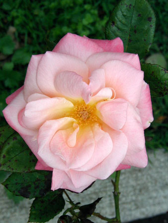 P9130053