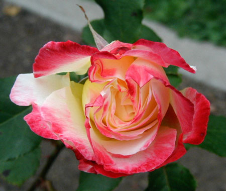 P9130059