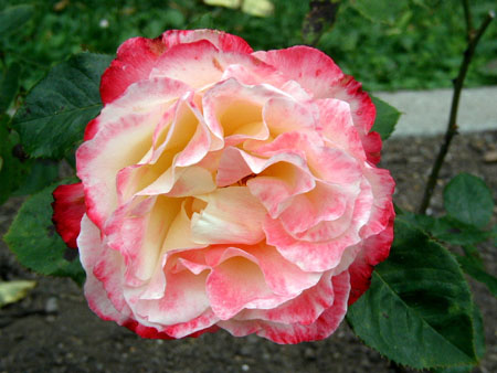 P9130060