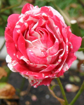 P9130061