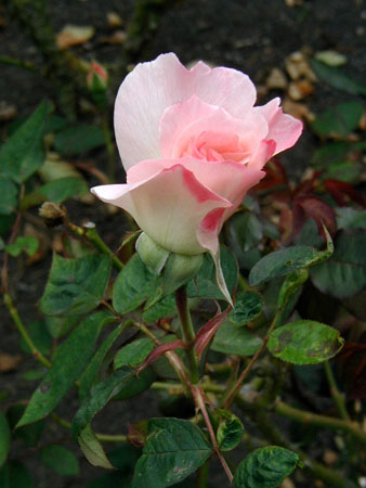 P9130065