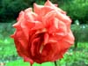 P9130058